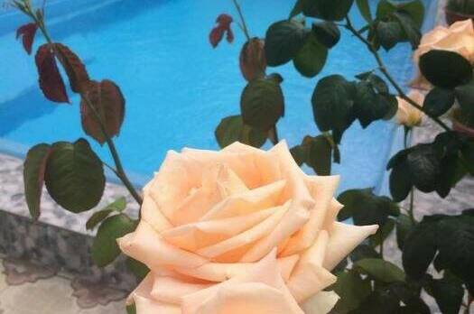 Изображение Изображение гостиницы &quot;Гостиница «Алекс»&quot; #5 #3