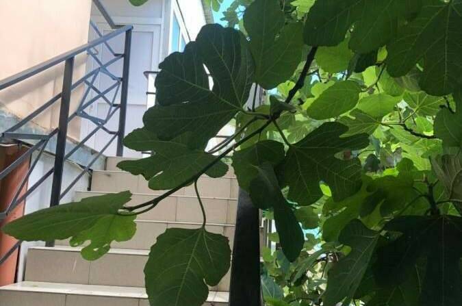 Изображение Изображение гостиницы &quot;Гостевой дом на Таллинской 12&quot; #8 #6