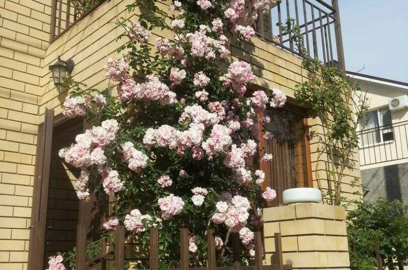 Изображение Изображение гостиницы &quot;Домик «У Аниты»&quot; #8 #6