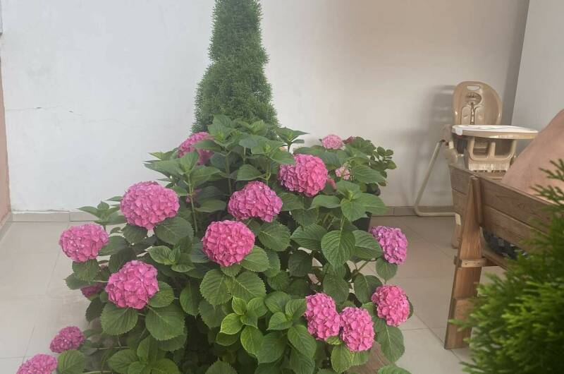 Изображение Изображение гостиницы &quot;Отель «LeoDimas boutique»&quot; #8 #6