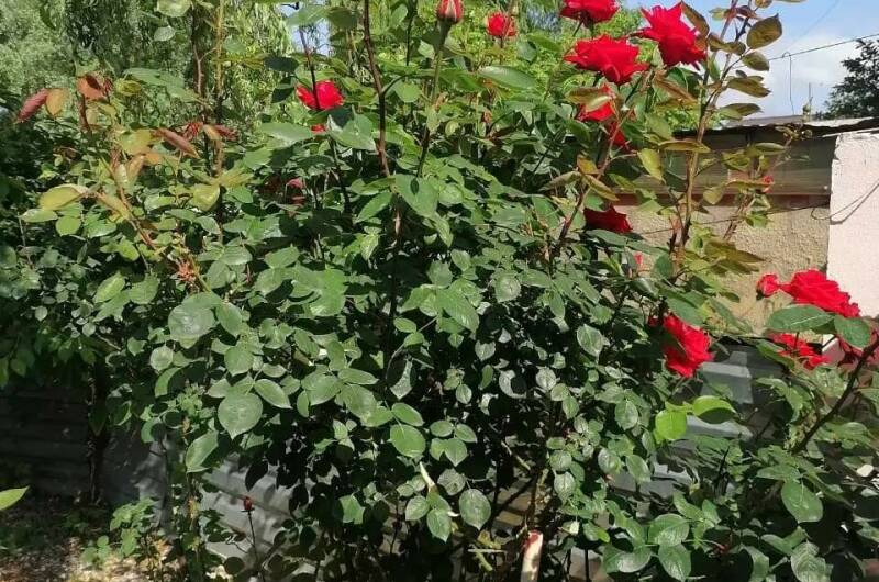 Изображение Изображение гостиницы &quot;Гостевой дом «Галина»&quot; #7 #5