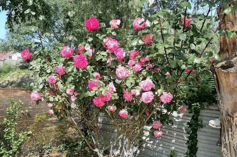 Изображение Изображение гостиницы &quot;Гостевой дом «Галина»&quot; #8 #6