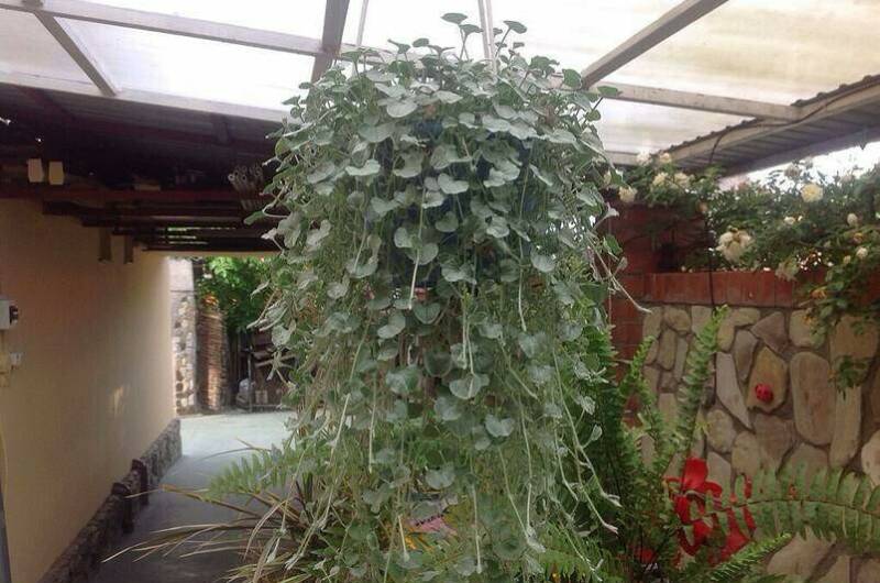 Изображение Изображение гостиницы &quot;Гостиный дворик «Шанталь»&quot; #10 #8