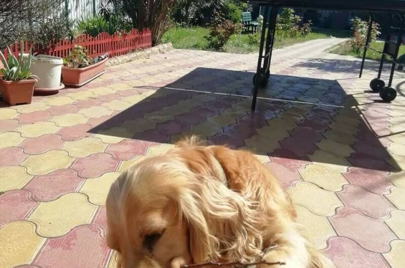 Изображение Изображение гостиницы &quot;Гостевой дом «Летний»&quot; #8 #6