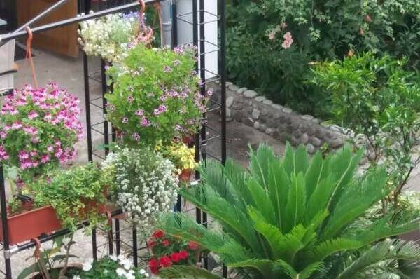 Изображение Изображение гостиницы &quot;Гостевой дом «Приморский дворик»&quot; #10 #8