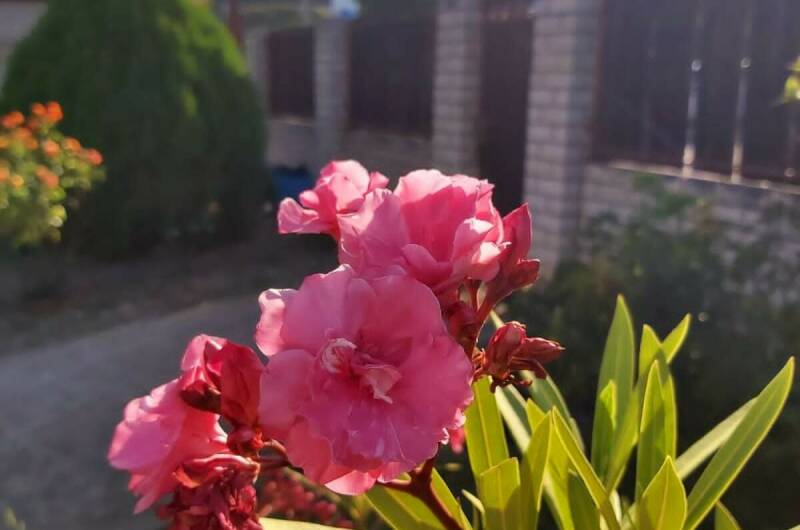 Изображение Изображение гостиницы &quot;Гостевой дом «Людмила»&quot; #3 #1