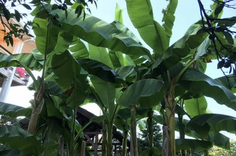 Изображение Изображение гостиницы &quot;Гостевой дом «Атлант»&quot; #7 #5