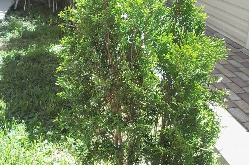 Изображение Изображение квартиры &quot;Студия в частном доме&quot; #3 #1