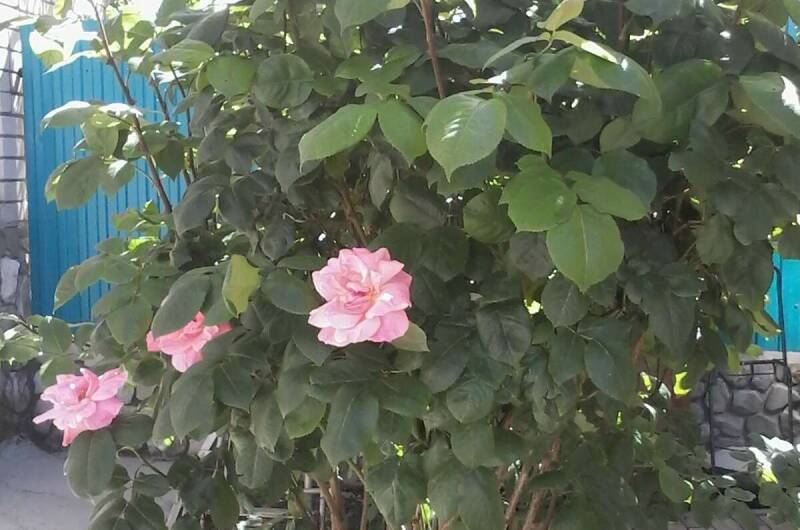 Изображение Изображение квартиры &quot;Студия в частном доме&quot; #5 #3