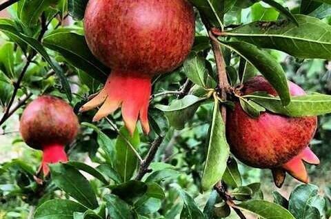 Изображение Изображение гостиницы &quot;Гостевой дом «Dream House»&quot; #4 #2