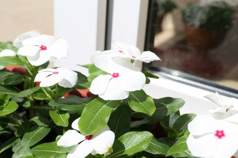 Изображение Изображение гостиницы &quot;Гостевой дом «Афалина»&quot; #4 #2