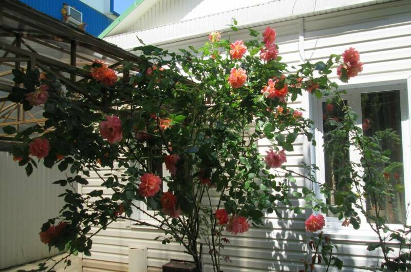 Изображение гостиницы "Частный дом «Зеленый дворик»" #1