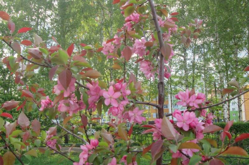 Изображение Изображение гостиницы &quot;Частный дом «Зеленый дворик»&quot; #3 #1