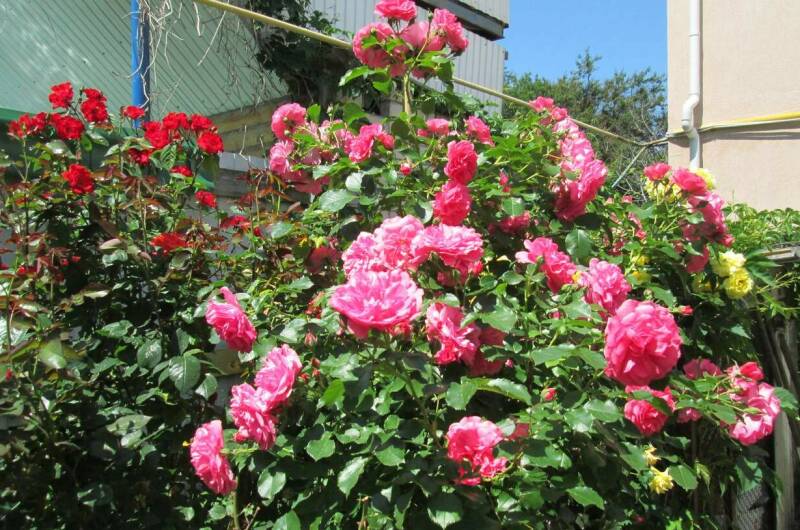 Изображение Изображение гостиницы &quot;Частный дом «Зеленый дворик»&quot; #4 #2