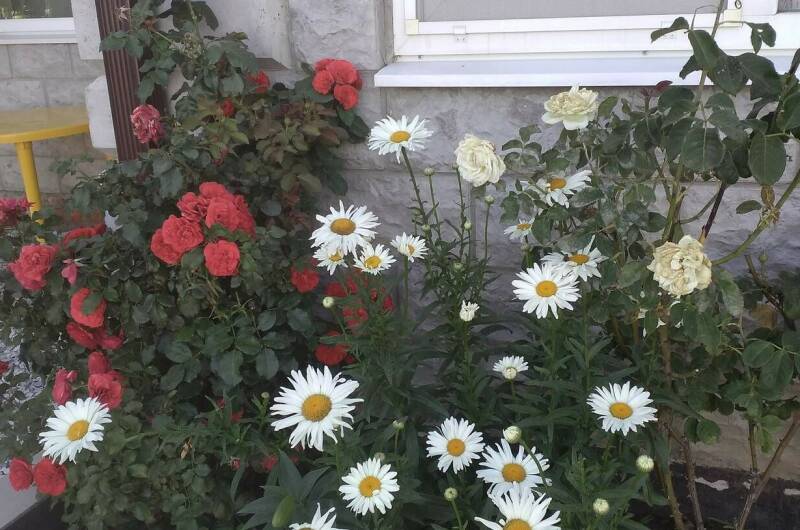 Изображение Изображение гостиницы &quot;Гостевой дом «Отдых»&quot; #9 #7