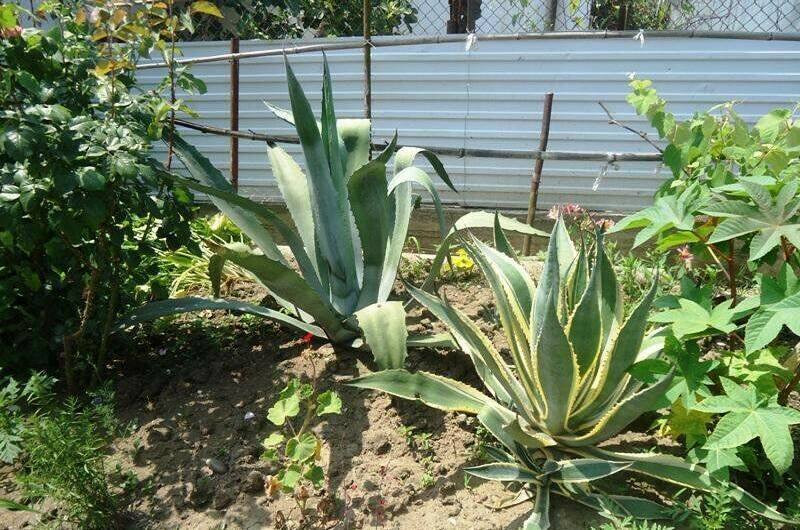 Изображение Изображение гостиницы &quot;Гостевой дом «У Дианы»&quot; #10 #8