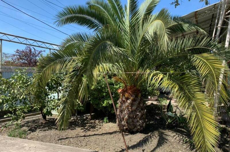 Изображение Изображение гостиницы &quot;Гостевой дом «Роберт»&quot; #8 #6