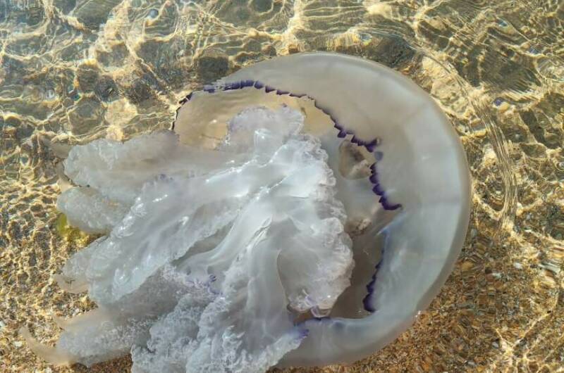 Изображение Изображение гостиницы &quot;Гостевой дом «Венера Верона»&quot; #11 #9