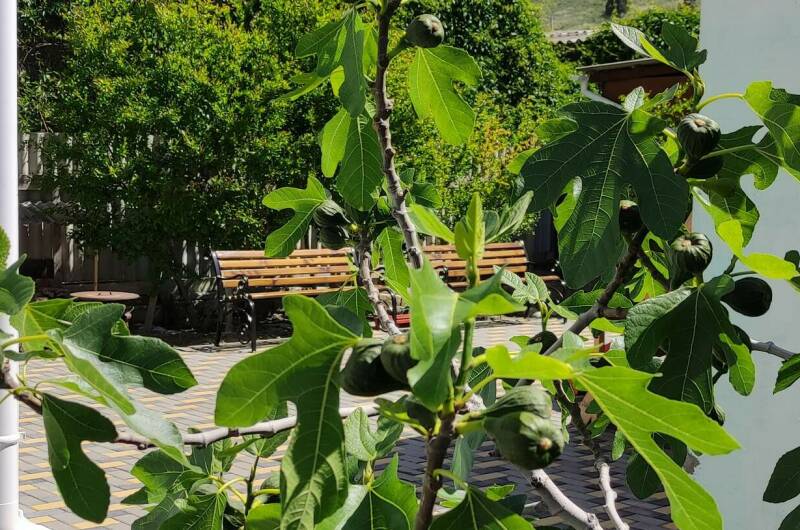 Изображение Изображение гостиницы &quot;Гостевой дом «Оазис Судак»&quot; #7 #5