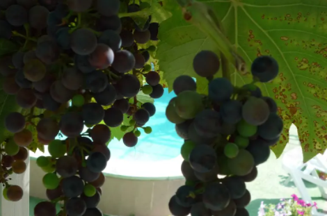 Изображение Изображение гостиницы &quot;Гостевой дом «Серебристая чайка»&quot; #8 #6