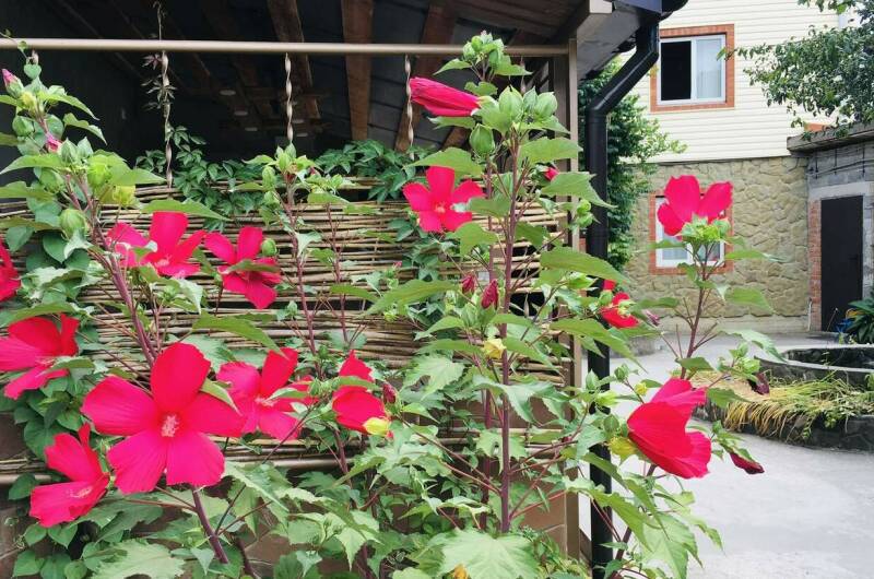 Изображение Изображение гостиницы &quot;Частный сектор «Как на даче»&quot; #11 #9