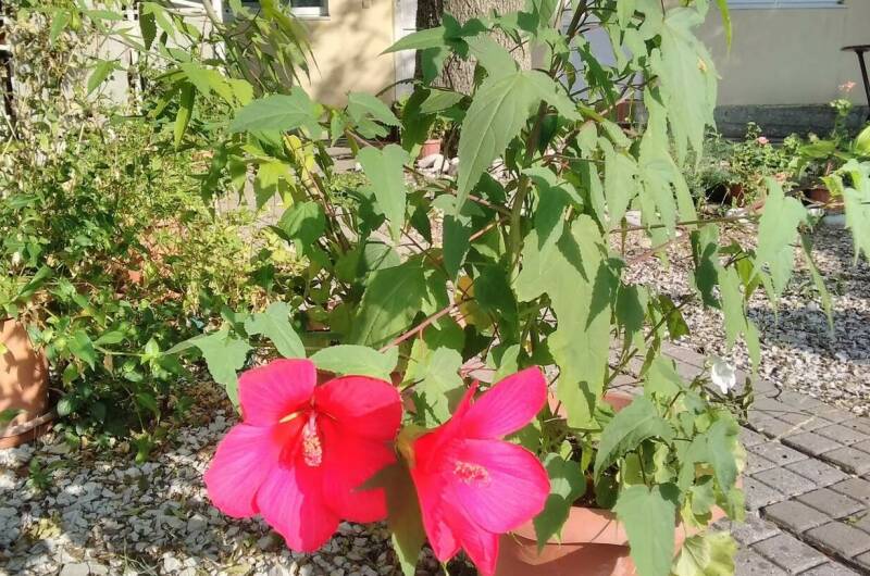 Изображение Изображение гостиницы &quot;Гостевой дом «Тихая гавань»&quot; #5 #3