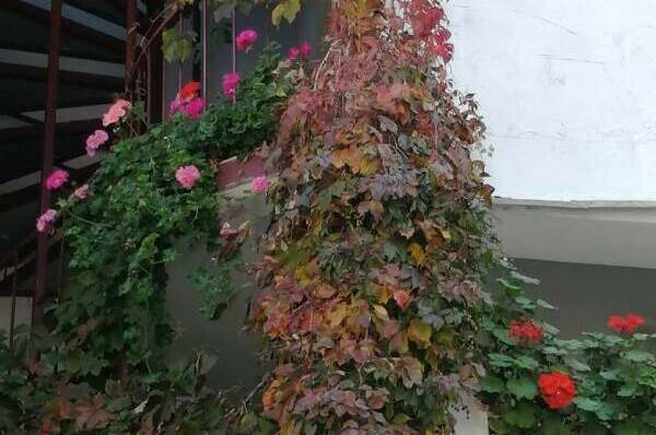 Изображение Изображение гостиницы &quot;Гостевой дом «Hot-Alushta»&quot; #7 #5