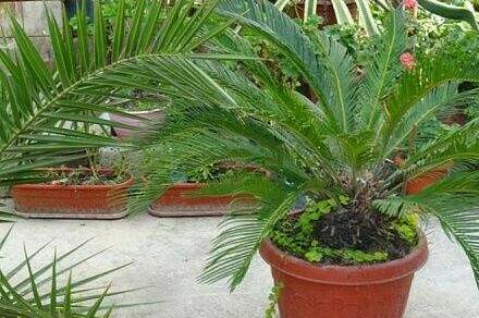 Изображение Изображение гостиницы &quot;Гостевой дом «У Эммы и Ашота»&quot; #3 #1