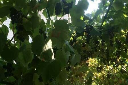 Изображение Изображение гостиницы &quot;Частный сектор на Самбурова 100&quot; #6 #4