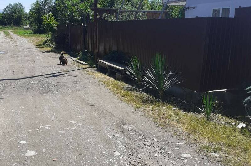 Изображение Изображение гостиницы &quot;Гостевой дом «У Валеры и Мальвины»&quot; #5 #3