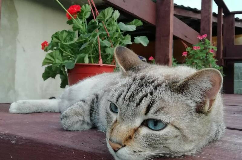 Изображение Изображение гостиницы &quot;Гостевой дом «Малина»&quot; #10 #8