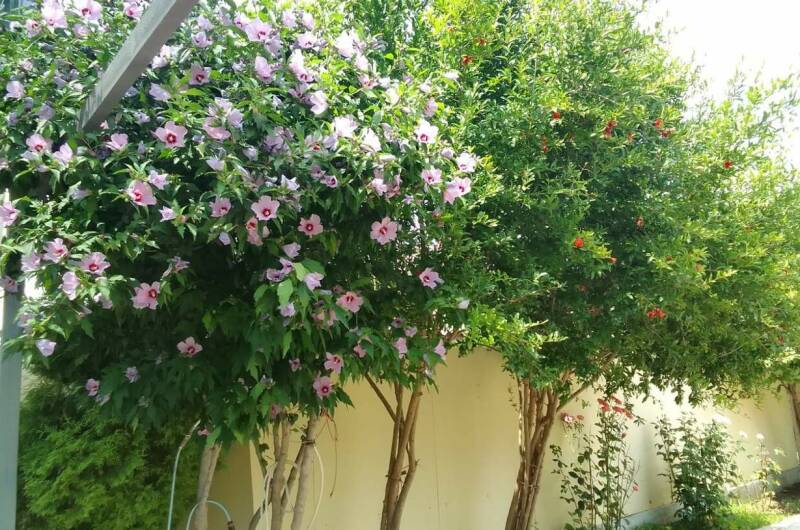 Изображение Изображение гостиницы &quot;Гостевой дом «У грека»&quot; #9 #7