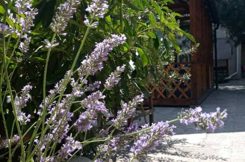 Изображение Изображение гостиницы &quot;Курортный отель «Арена»&quot; #9 #7