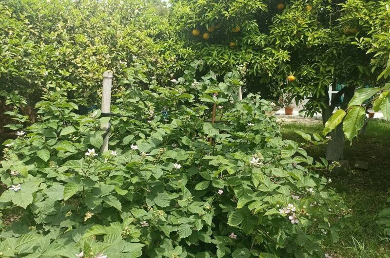 Изображение Изображение гостиницы &quot;Гостевой дом «У Артура и Сусанны»&quot; #5 #3