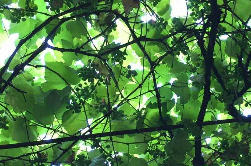 Изображение Изображение гостиницы &quot;Гостевой дом «Элина»&quot; #6 #4