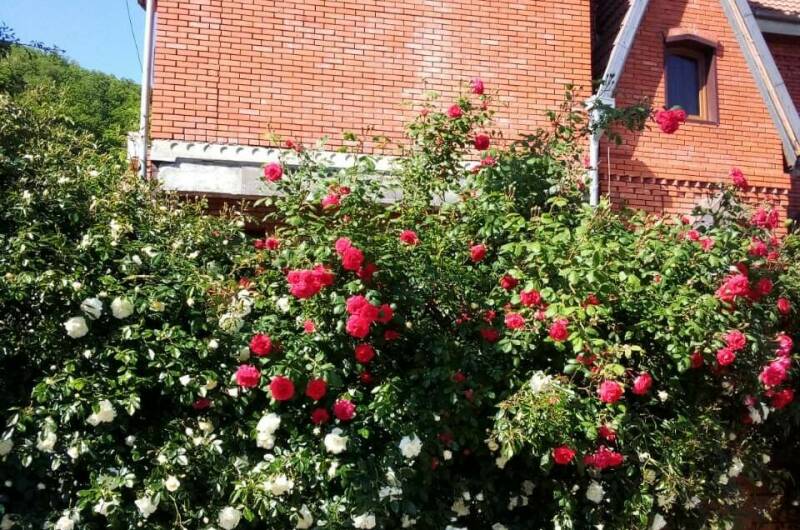 Изображение Изображение гостиницы &quot;Гостевой дом «Розмарин»&quot; #6 #4