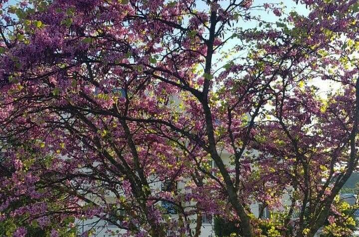 Изображение Изображение гостиницы &quot;Частный сектор «Абрикос»&quot; #11 #9