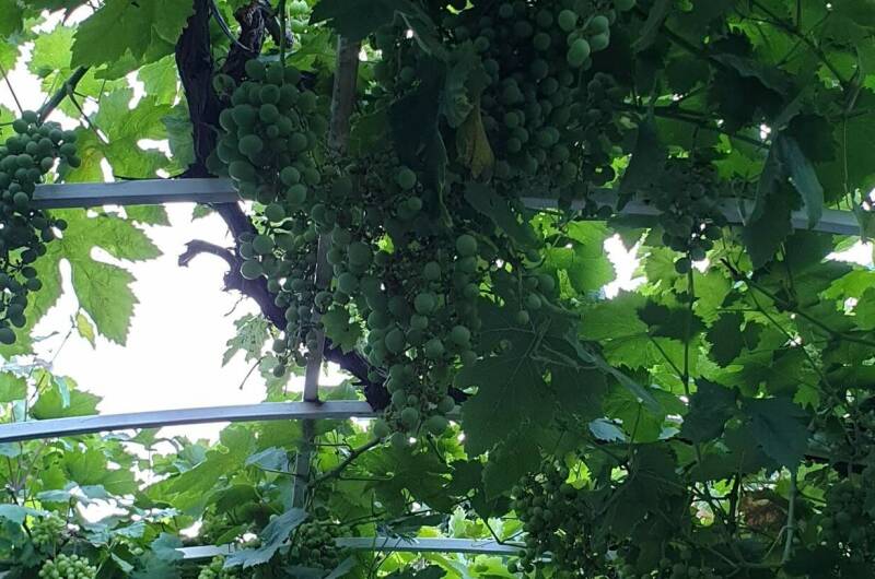 Изображение Изображение гостиницы &quot;Усадьба на Горького&quot; #4 #2