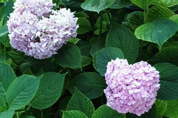 Изображение Изображение гостиницы &quot;Усадьба на Горького&quot; #11 #9