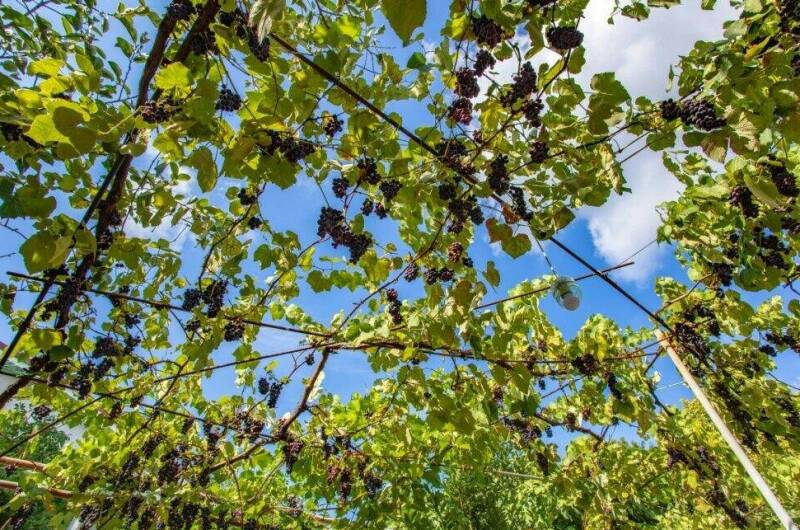 Изображение Изображение гостиницы &quot;Гостевые комнаты «Прибойная 8»&quot; #11 #9