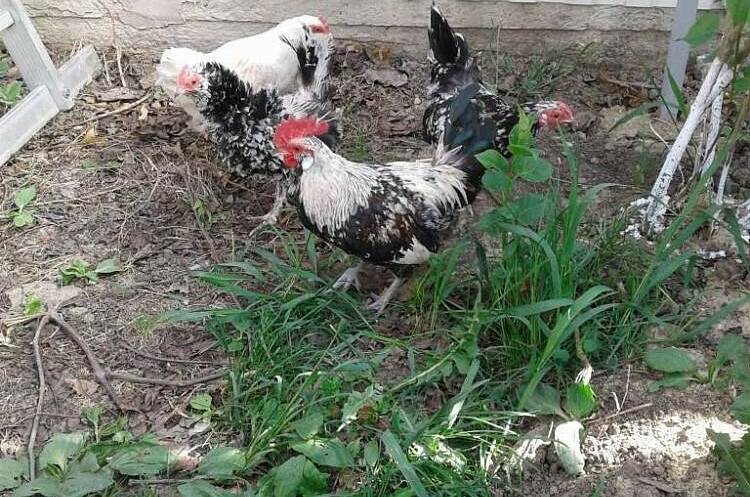 Изображение Изображение гостиницы &quot;Частное домовладение «Аквамарин»&quot; #7 #5