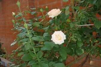 Изображение Изображение гостиницы &quot;Гостиница «Виола» Тонкий Мыс&quot; #8 #6