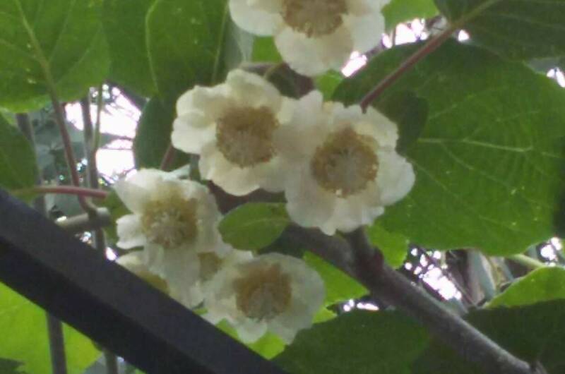 Изображение Изображение гостиницы &quot;Гостевой дом «Эвкалипт»&quot; #10 #8