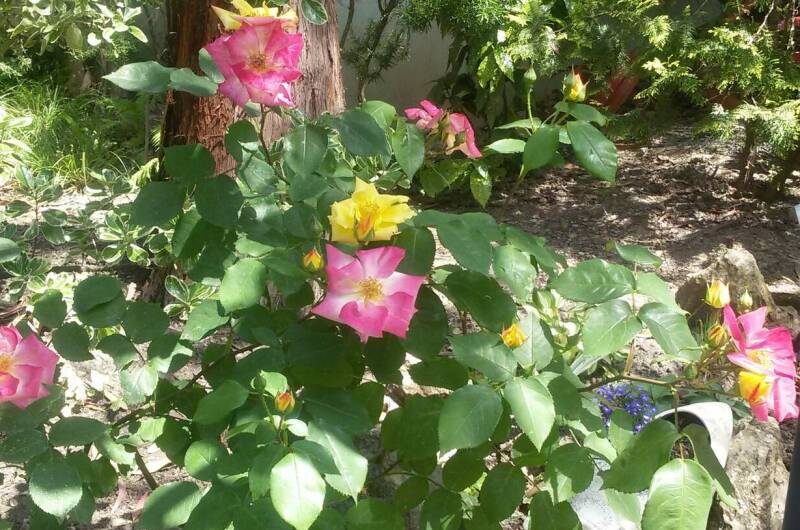 Изображение Изображение гостиницы &quot;Гостевой дом «Эвкалипт»&quot; #11 #9