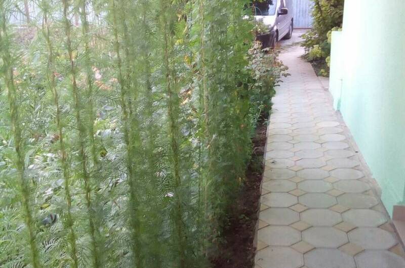 Изображение Изображение гостиницы &quot;Гостевой дом «У реки Вулан»&quot; #8 #6