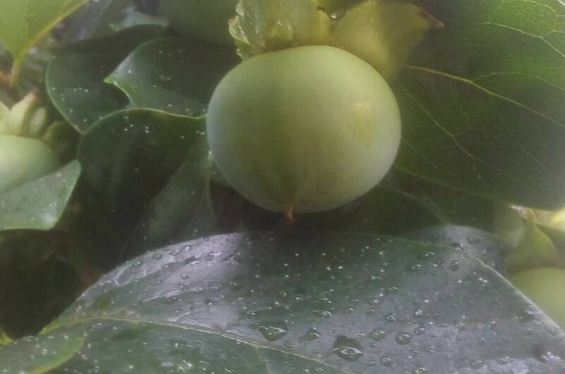 Изображение Изображение гостиницы &quot;Гостевой дом «Viktori»&quot; #3 #1