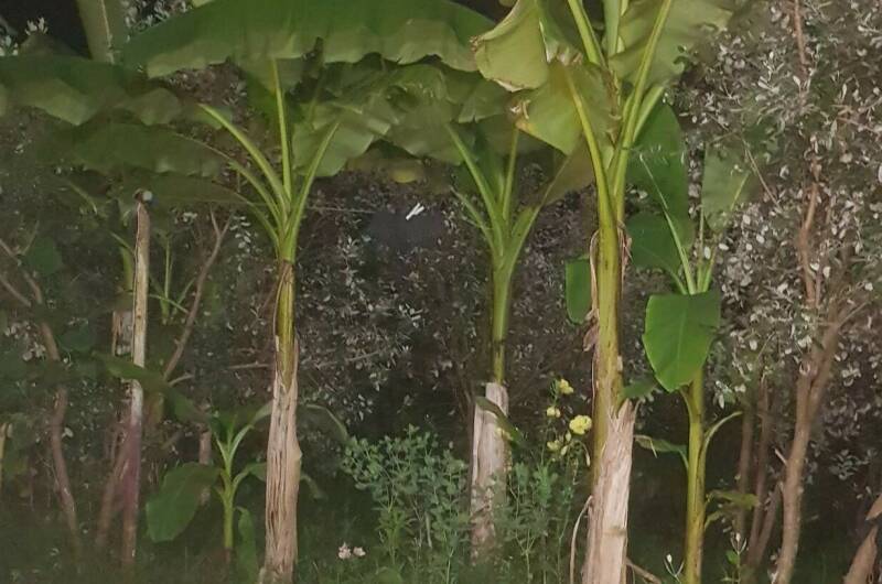 Изображение Изображение гостиницы &quot;Гостевой дом «У Гарика»&quot; #4 #2