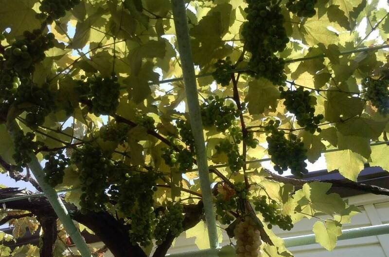 Изображение Изображение гостиницы &quot;Гостевой дом «Георгий»&quot; #5 #3