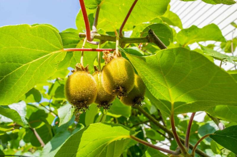 Изображение Изображение гостиницы &quot;Гостевой дом «ТепЛоо»&quot; #6 #4