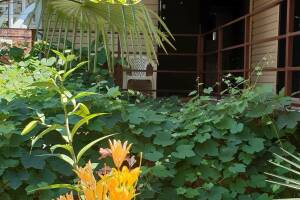 Изображение отеля / гостиницы "Гостевой дом «Виноградный дворик»"